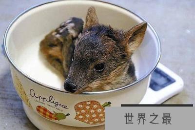 世界最小的鹿首次在日本诞生 小的可以放在碗里养