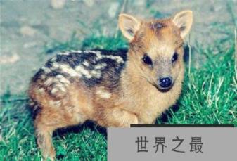 世界最小的鹿首次在日本诞生 小的可以放在碗里养