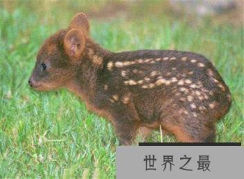 世界最小的鹿首次在日本诞生 小的可以放在碗里养