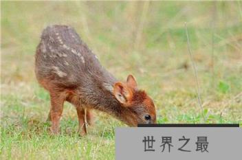 世界最小的鹿首次在日本诞生 小的可以放在碗里养