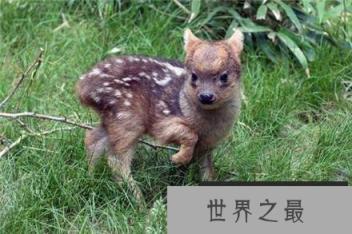 世界最小的鹿首次在日本诞生 小的可以放在碗里养