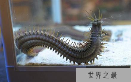 博比特虫藏缸底10年竟不知 它到底是从哪来的？