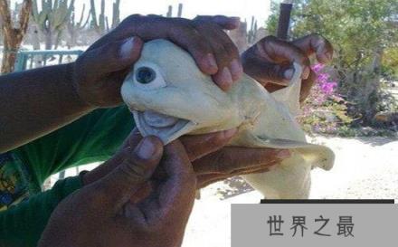 世上真有独眼鲨鱼种群？“独眼”属先天性疾病