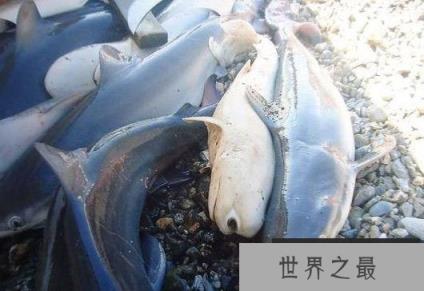 世上真有独眼鲨鱼种群？“独眼”属先天性疾病