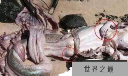 美国海军捉活一条美人鱼！古籍中多见记载它们的存在