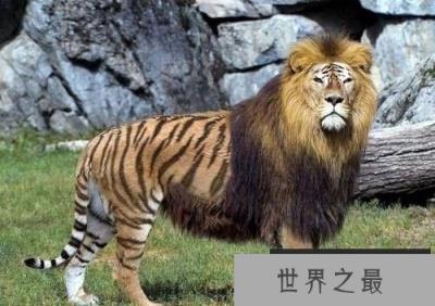 盘点那些奇葩的奇异动物：狮虎兽是杂交动物