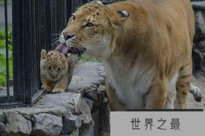 盘点那些奇葩的奇异动物：狮虎兽是杂交动物