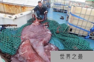 盘点那些奇葩的奇异动物：狮虎兽是杂交动物