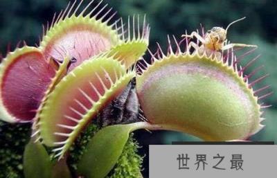 食肉植物的杀伤力多大呢？图解食肉植物捕食过程