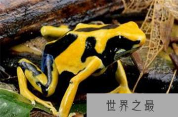 揭秘动物界最恐怖生物金毒镖蛙之谜？