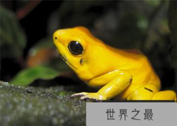 揭秘动物界最恐怖生物金毒镖蛙之谜？
