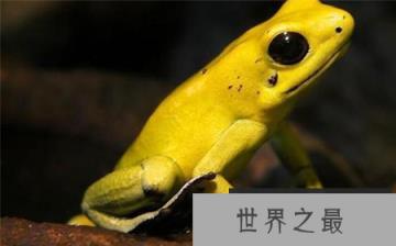 揭秘动物界最恐怖生物金毒镖蛙之谜？