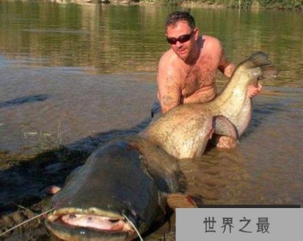 全世界令人震惊的巨型鱼：英国人非洲捕获巨型食人鱼
