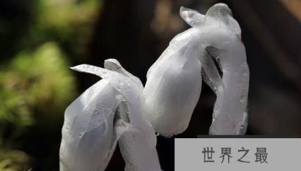 陕西惊现“冥界之花”水晶兰 传说可起死回生