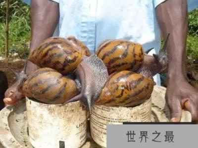 地球上最大的“怪物”，竟然如此之大！