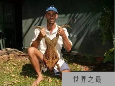 地球上最大的“怪物”，竟然如此之大！