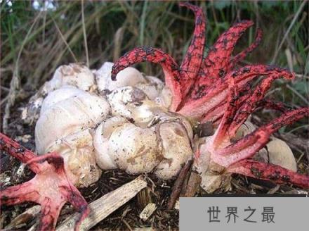 真实存在的怪异植物：“画风”太诡异