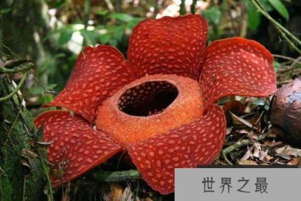 真实存在的怪异植物：“画风”太诡异