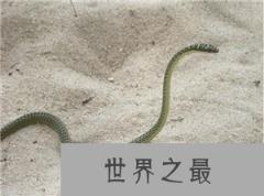 玻璃蛇:蛇中极品神奇而恐怖