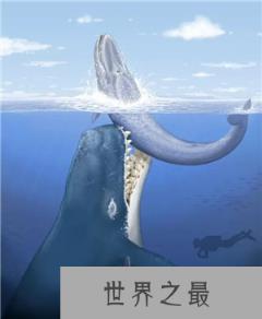 海中巨魔利维坦鲸 盘点史前十大巨型怪物