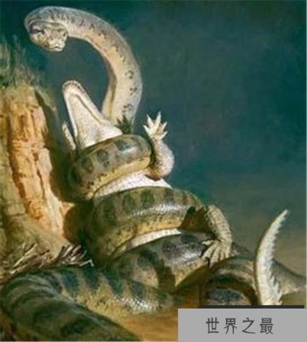 世界上最大的蛇泰坦蟒再现 比亚马逊森蚺大多了