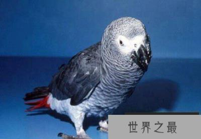 非洲灰鹦鹉平均寿命约50年,可以和人类聊天鸟