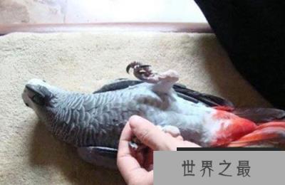 非洲灰鹦鹉平均寿命约50年,可以和人类聊天鸟