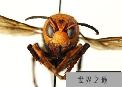 英摄影师拍到大黄蜂对着镜头微笑，别拿生命开玩笑