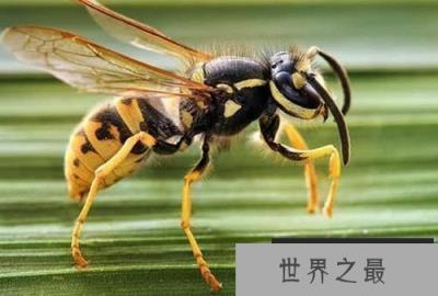 英摄影师拍到大黄蜂对着镜头微笑，别拿生命开玩笑