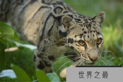 云豹有多珍贵：与已灭绝的剑齿虎十分相似