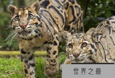 云豹有多珍贵：与已灭绝的剑齿虎十分相似