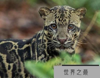 云豹有多珍贵：与已灭绝的剑齿虎十分相似