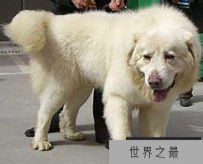 凶猛的“中华神犬”雪獒：全身雪白价值百万元