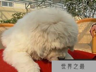 凶猛的“中华神犬”雪獒：全身雪白价值百万元