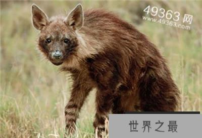 灭绝了80多年的袋狼,可能还存活在地球上!