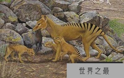灭绝了80多年的袋狼,可能还存活在地球上!