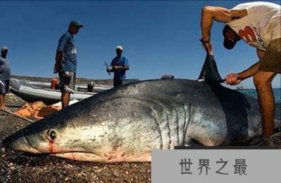 灭绝了80多年的袋狼，可能还存活在地球上!