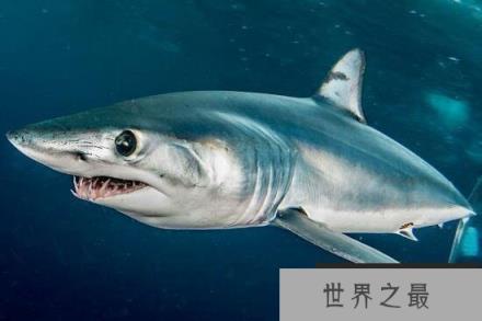 美渔民捕获世界最恐怖的鲨鱼--灰鲭鲨