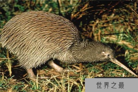 能活30年的几维鸟为什么濒临灭绝?（没有天敌）