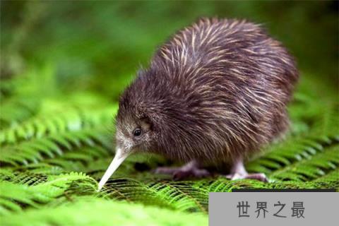 能活30年的几维鸟为什么濒临灭绝?（没有天敌）