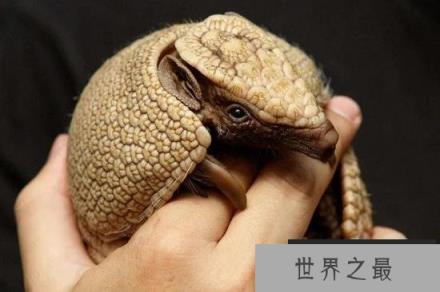 美洲濒危小犰狳母亲遇害接受人工喂养