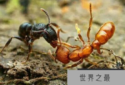 牛头犬蚁:世界上最毒最危险的蚂蚁