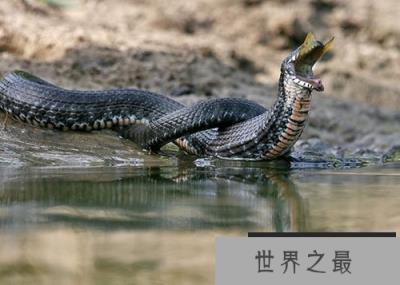 “食鱼者”棋斑水游蛇 