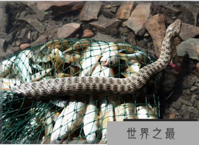 “食鱼者”棋斑水游蛇 