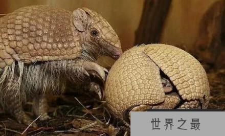 美洲濒危小犰狳母亲遇害接受人工喂养