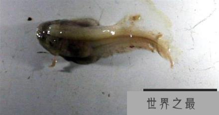 人类接触到最深海洋鱼类:深海8178米发现狮子鱼