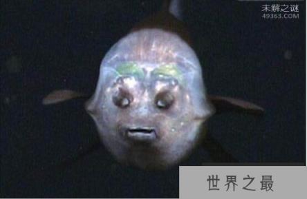 人类接触到最深海洋鱼类:深海8178米发现狮子鱼