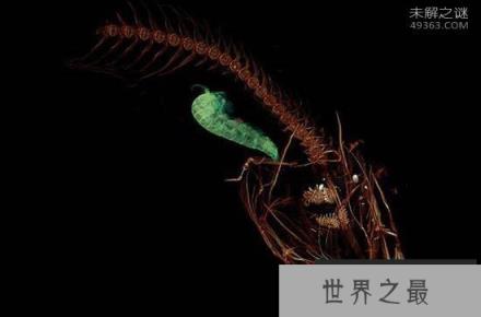 人类接触到最深海洋鱼类:深海8178米发现狮子鱼