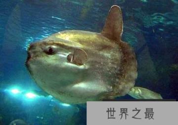 水中竟然有这么丑的怪鱼:浪鳗鱼丑到自己妈都讨厌