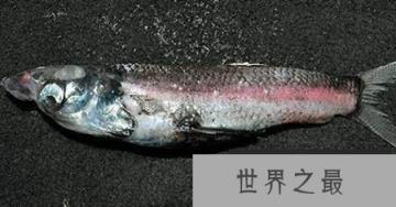 水中竟然有这么丑的怪鱼:浪鳗鱼丑到自己妈都讨厌